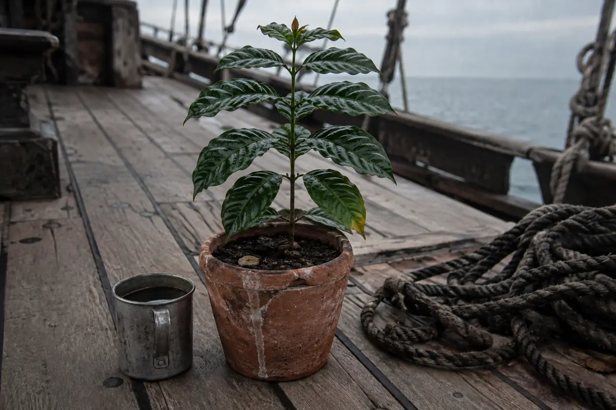 A young coffee plant in a salt-stained terracotta pot on the deck of a sailing ship, beside a tin cup of water and a coil of rope