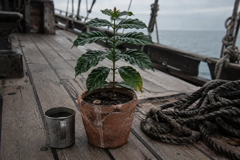 A young coffee plant in a salt-stained terracotta pot on the deck of a sailing ship, beside a tin cup of water and a coil of rope